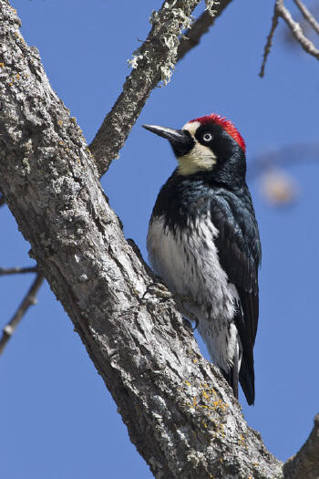 Acorn Woodpecker by Marlin Harms from wikipedia.org