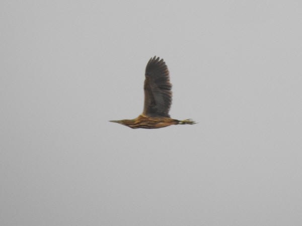 American Bittern 