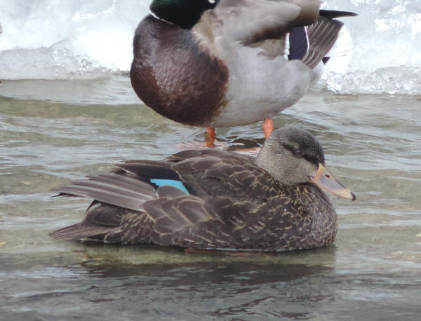 American Black Duck