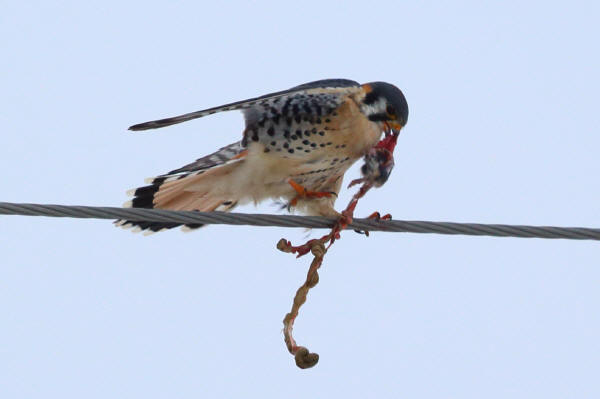 American Kestrel
