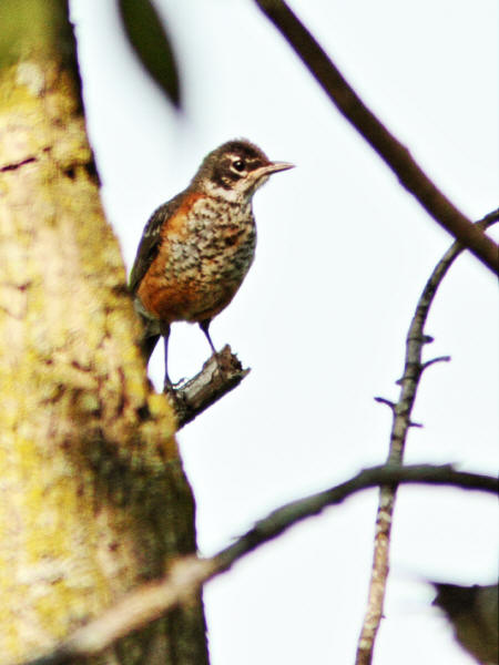 Immature American Robin