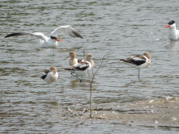 American Avocets and Caspian Terns