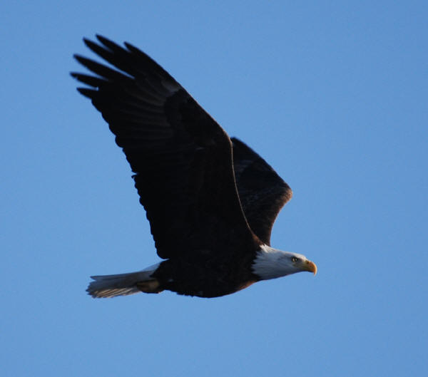 Bald Eagle