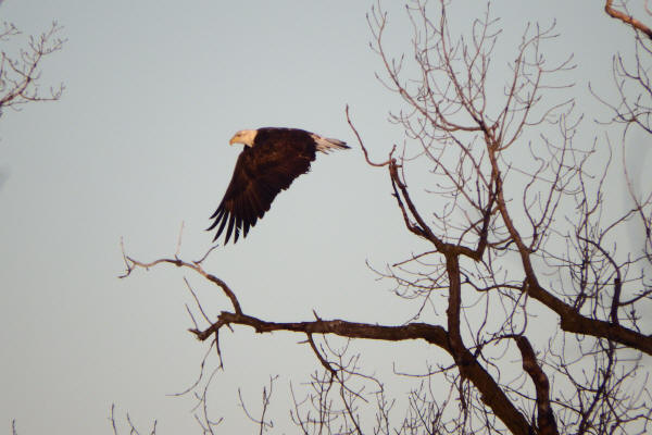 Bald Eagle