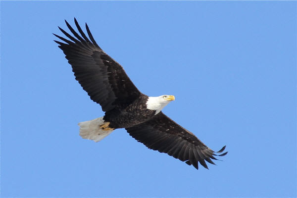 Bald Eagle