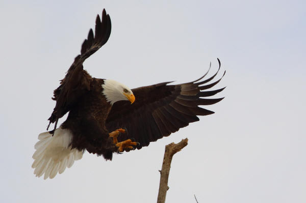 Bald Eagle