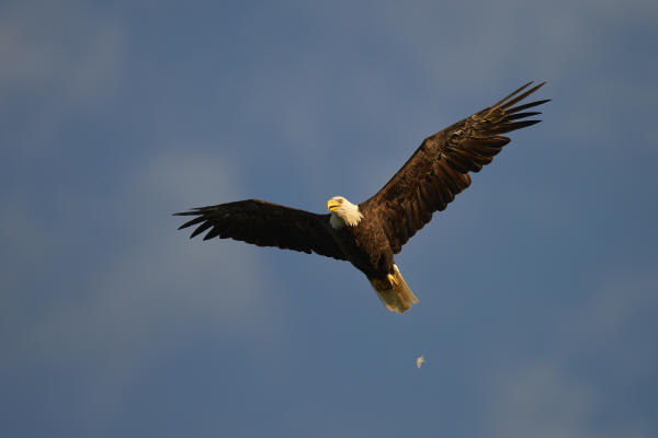 Bald Eagle