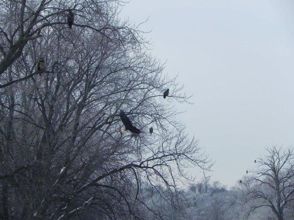 Bald Eagles