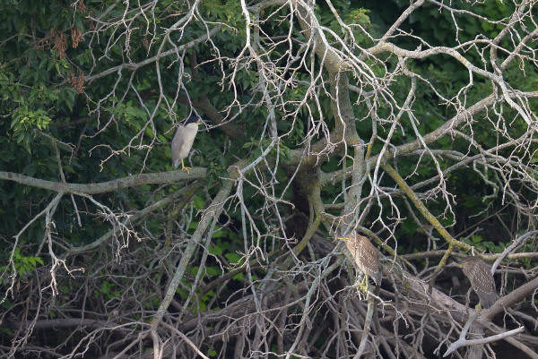 Black-crowned Night-Herons