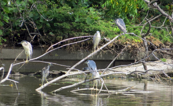 Black-crowned Night-Herons