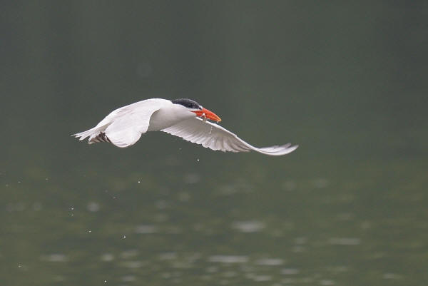 Caspian Tern