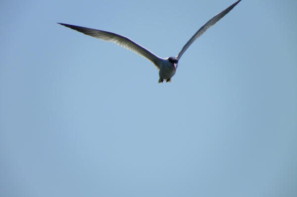 Caspian Tern