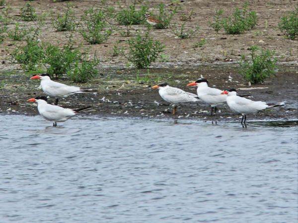Caspian Terns