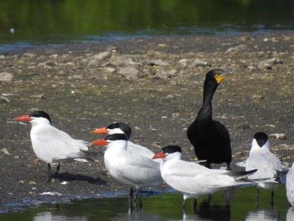 Caspian Terns and Double-crested Cormorant