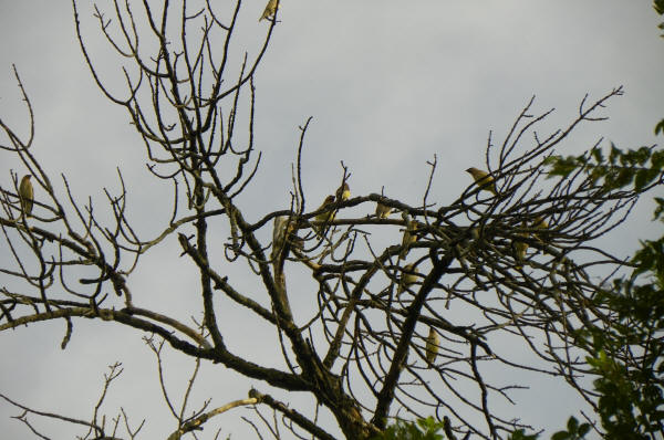 Cedar Waxwings