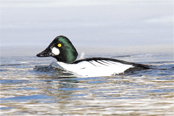 Common Goldeneye