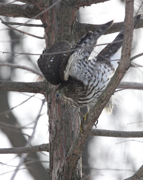 Cooper's Hawk