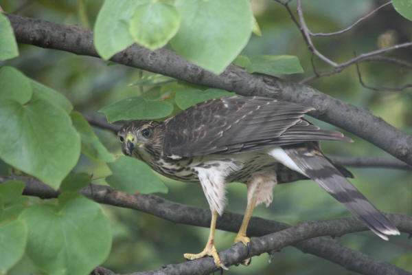 Cooper's Hawk
