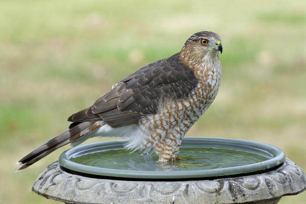 Cooper's Hawk