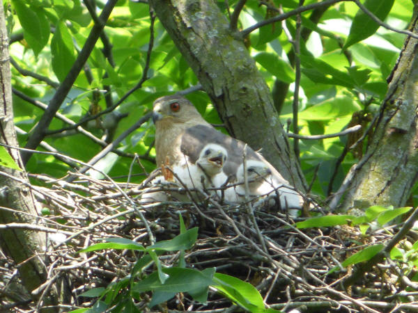 Cooper's Hawks