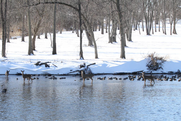 Ducks and deer