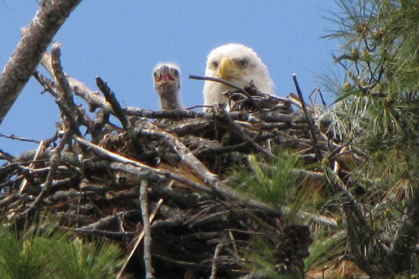 Eagle and chick