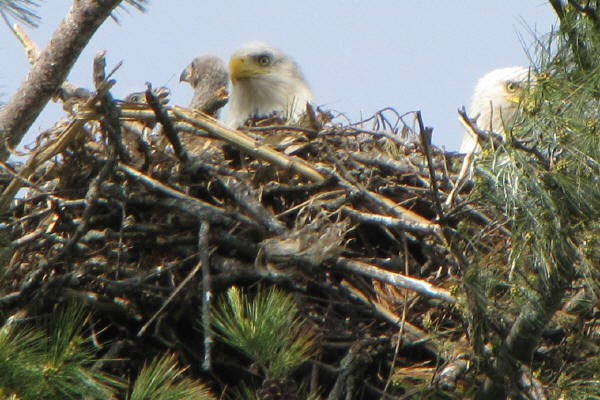 Bald Eagle parents and chicks