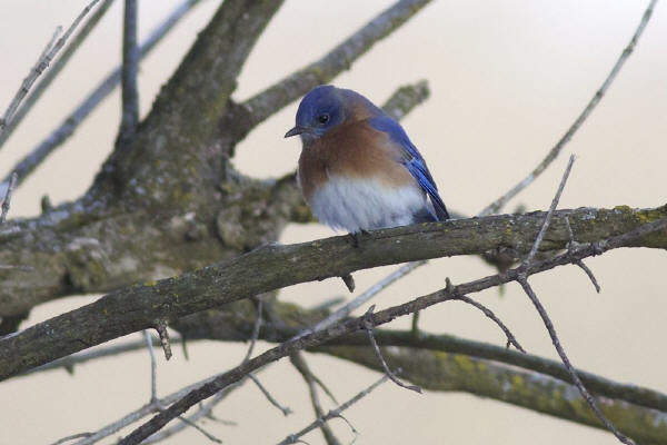 Eastern Bluebird