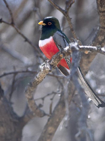 Elegant Trogon by Dominic Sherony from wikipedia.org