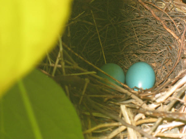 Gray Catbird eggs