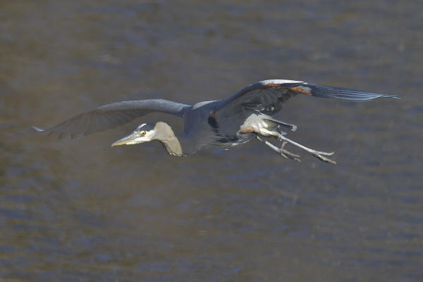 Great Blue Heron