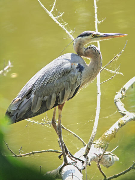 Great Blue Heron