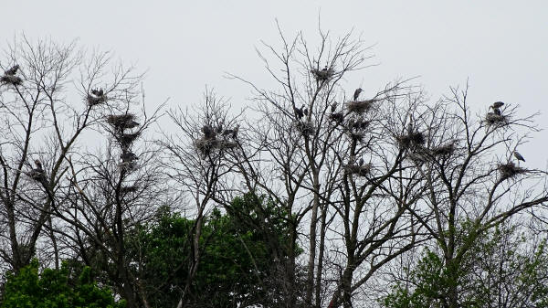 Great Blue Heron rookery