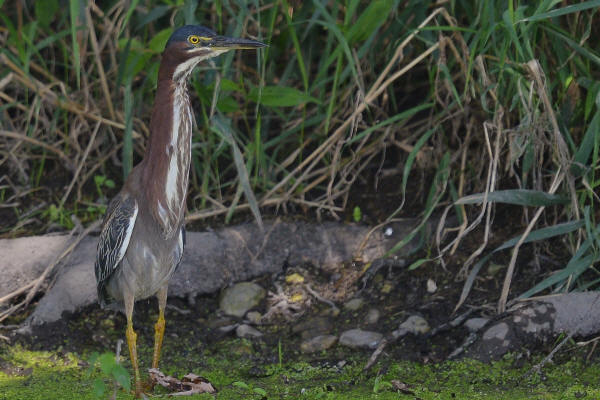 Green Heron