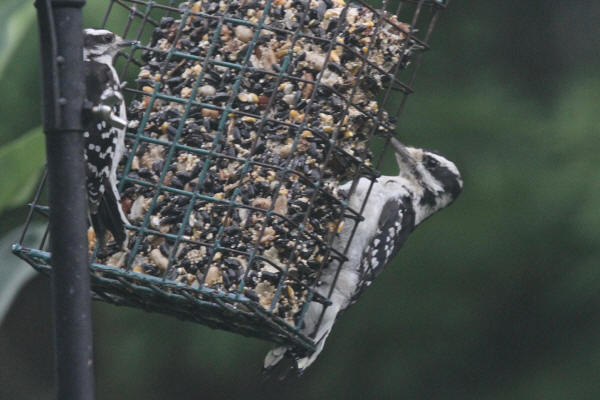 Hairy/Downy woodpecker comparison