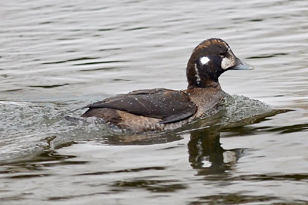 Harlequin Duck