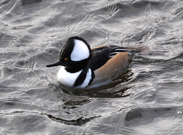 Hooded Merganser