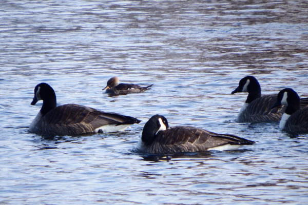 Female Hooded Merganser