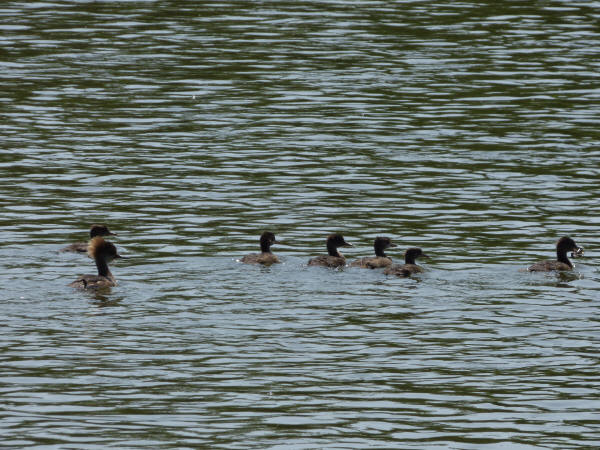 Hooded Mergansers