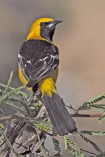 Hooded Oriole from www.naturepicsonline.com