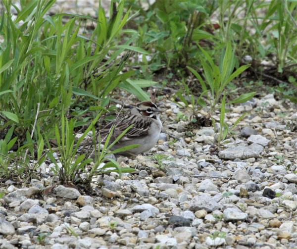 Lark Sparrow