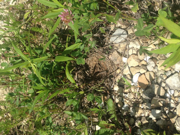 Lark Sparrow empty nest