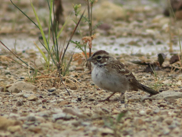 Juvenile Lark Sparrow