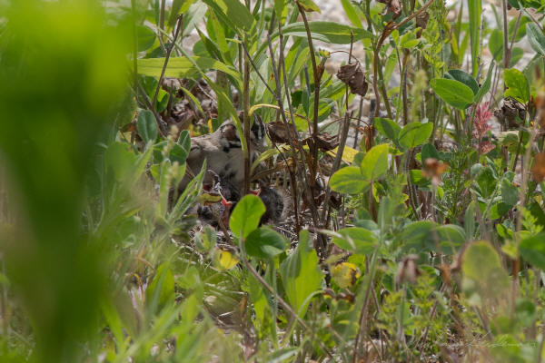 Lark Sparrows