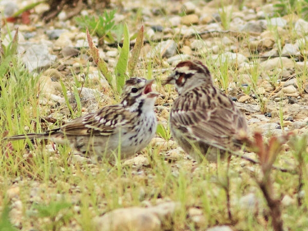 Lark Sparrows feeding