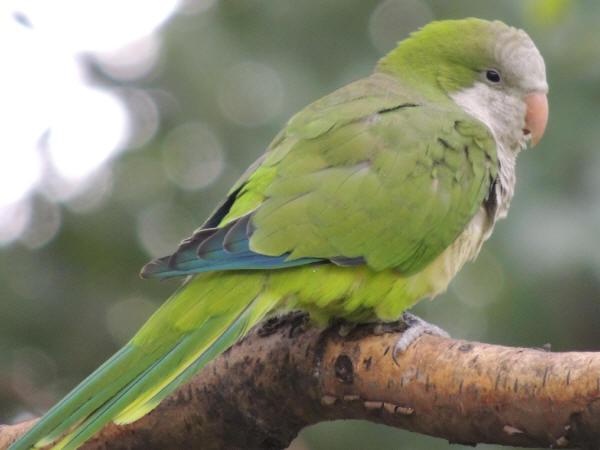 Monk Parakeet