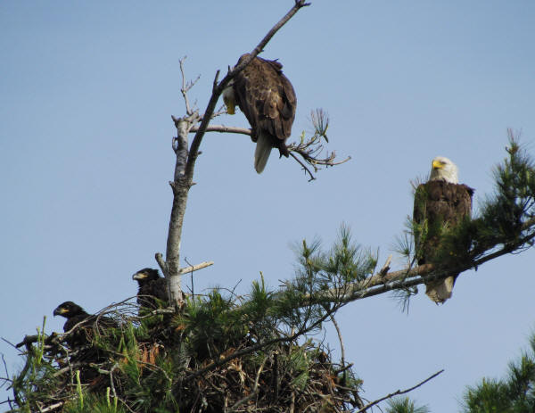 Mooseheart Bald Eagle family