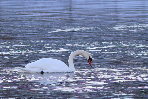 Mute Swan