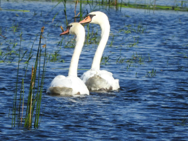 Mute Swans