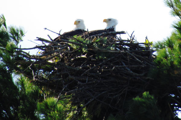 Mooseheart eagles try out the new nest